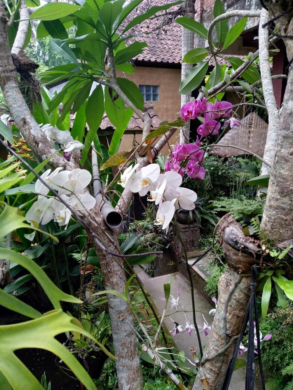 Umah Ubud Guest House Eksteriør billede